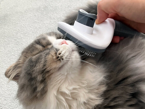 スコティッシュフォールド猫ペットシッター