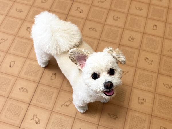 小型犬チワワ×トイプードルペットホテル