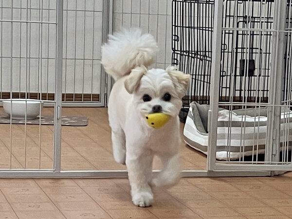 小型犬チワワ×トイプードルペットホテル