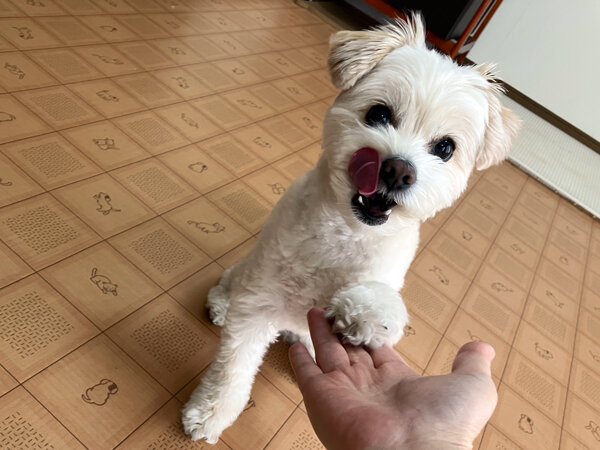 小型犬チワワ×トイプードルペットホテル