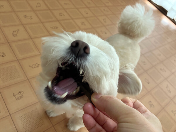 小型犬チワワ×トイプードルペットホテル