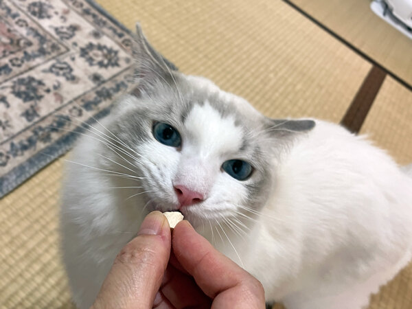 ラグドール猫ペットシッター