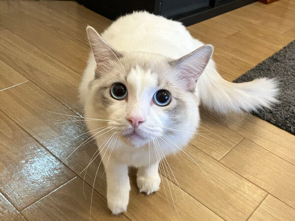 ラグドール猫ペットシッター