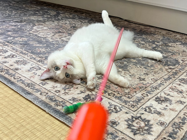 ラグドール猫ペットシッター