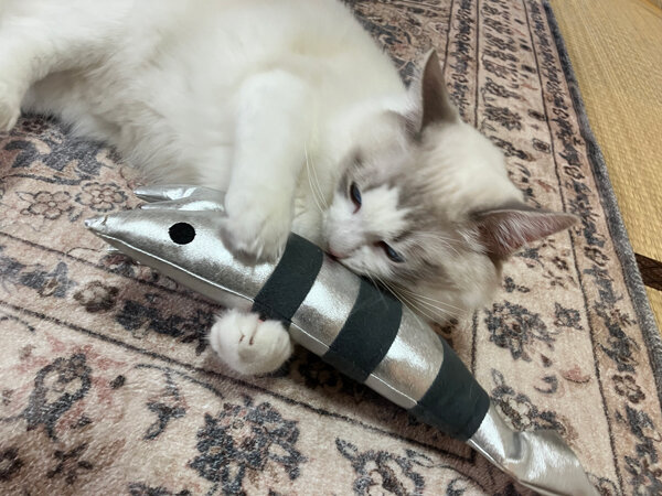 ラグドール猫ペットシッター