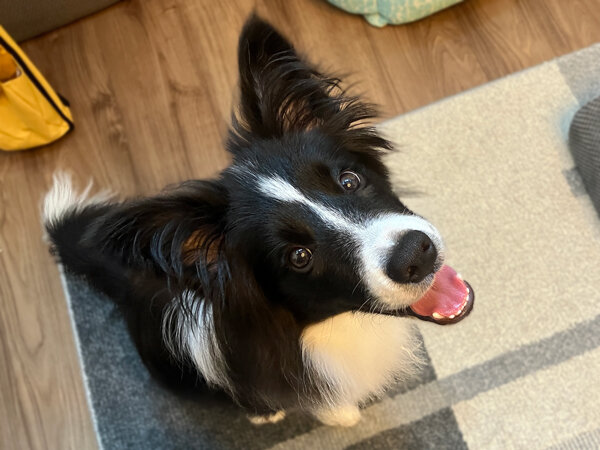 中型犬ボーダーコリーペットシッター
