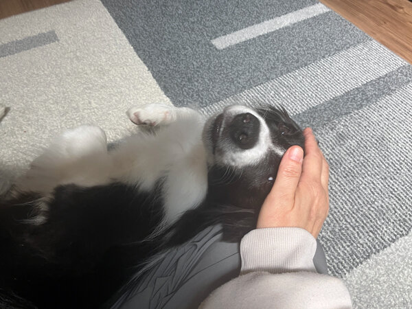 中型犬ボーダーコリーペットシッター