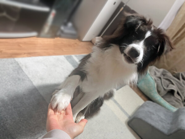 中型犬ボーダーコリーペットシッター