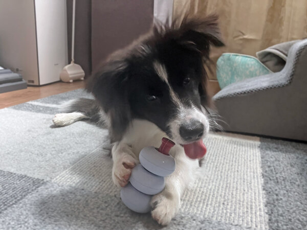 中型犬ボーダーコリーペットシッター