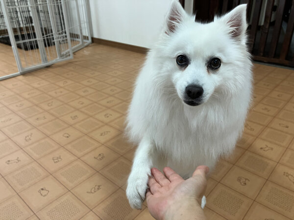 日本スピッツペットホテル