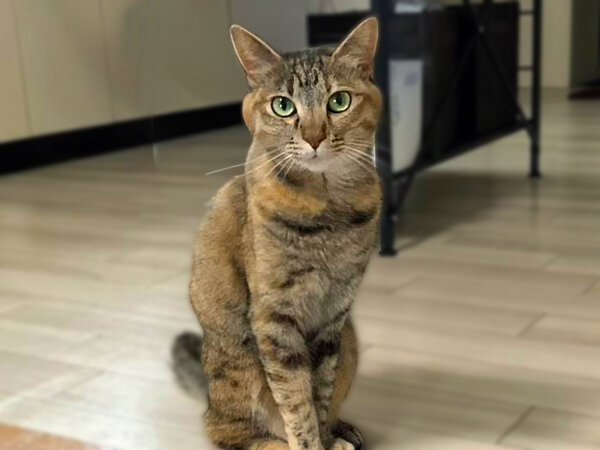 猫ペットシッター