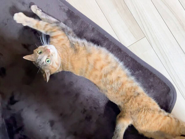 猫ペットシッター