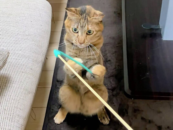 猫ペットシッター