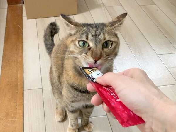 猫ペットシッター