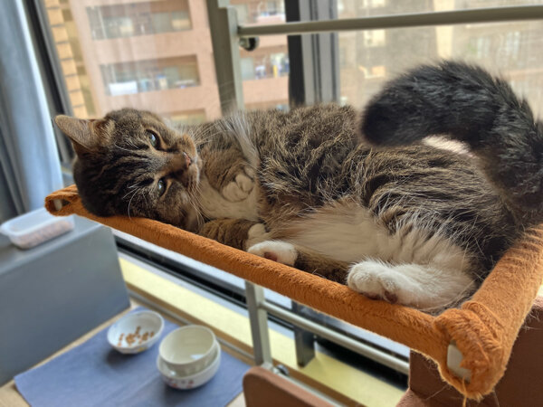猫マンチカンペットシッター
