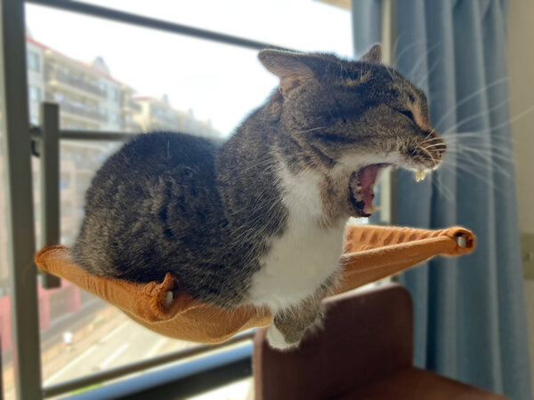 猫マンチカンペットシッター