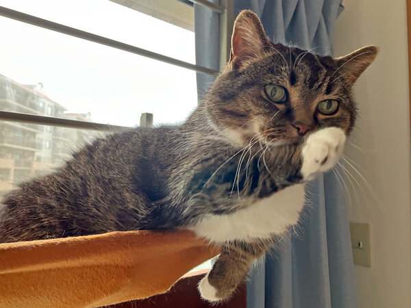 猫マンチカンペットシッター