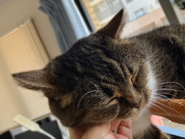 猫マンチカンペットシッター