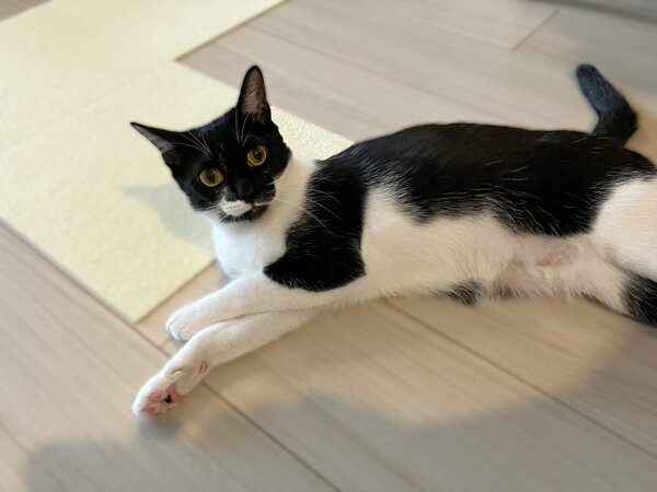 猫ペットシッター