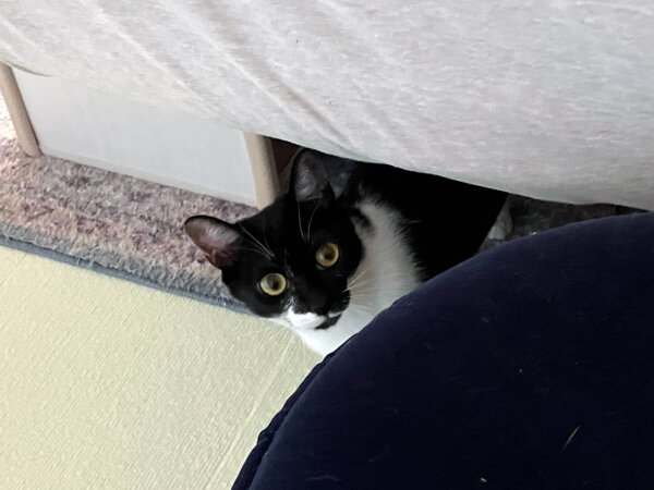 猫ペットシッター