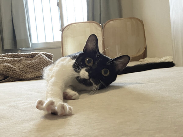 猫ペットシッター