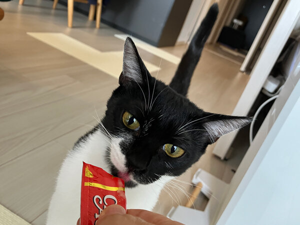 猫ペットシッター