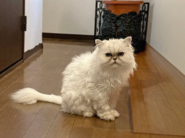 猫ペルシャペットシッター