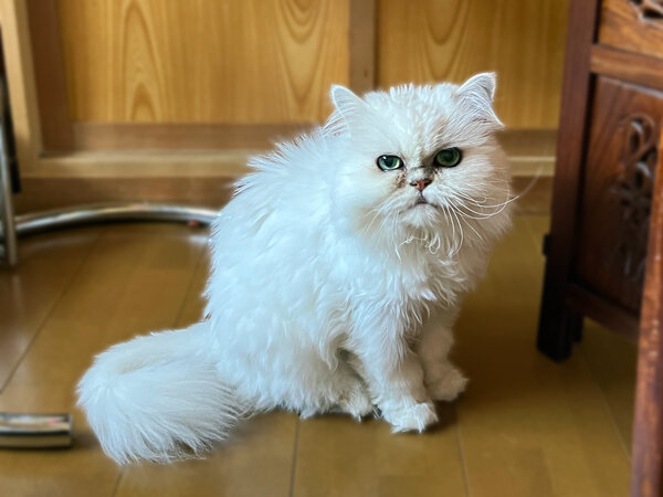 猫ペルシャペットシッター