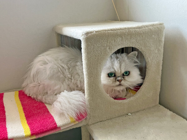 猫ペルシャペットシッター