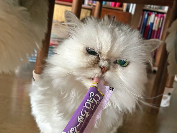 猫ペルシャペットシッター