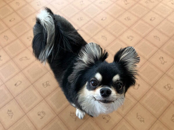 小型犬チワワ×マルチーズペットホテル