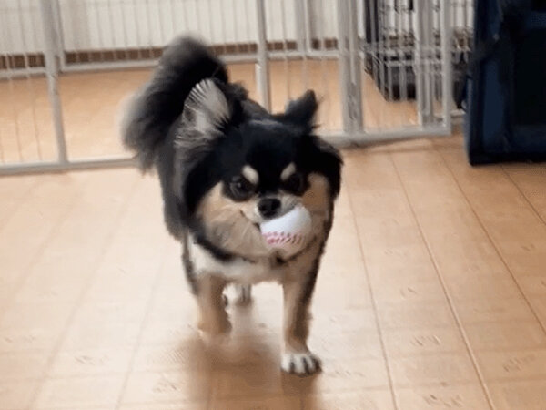 小型犬チワワ×マルチーズペットホテル