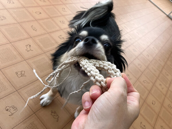 小型犬チワワ×マルチーズペットホテル