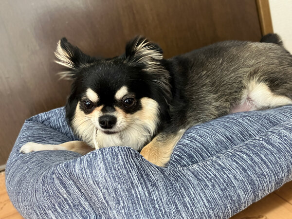 小型犬チワワ×マルチーズペットホテル