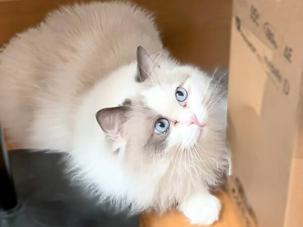 猫ラグドールペットシッター