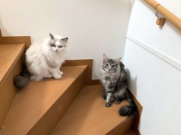 猫ラグドールペットシッター