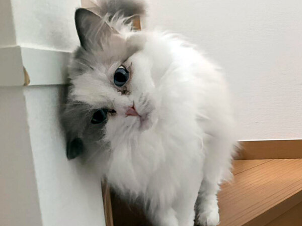 猫ラグドールペットシッター