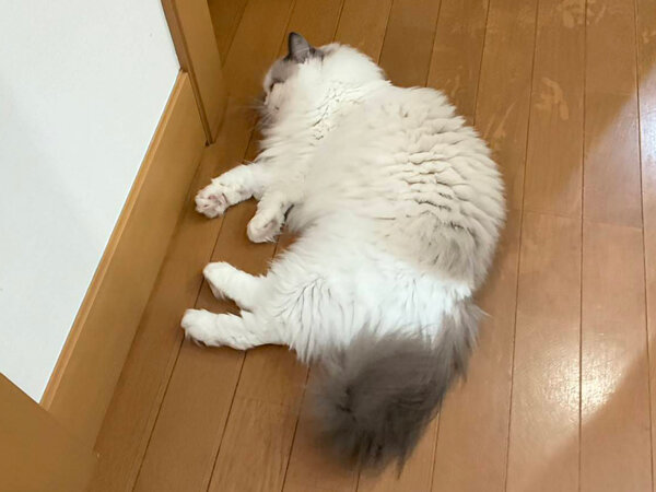 猫ラグドールペットシッター