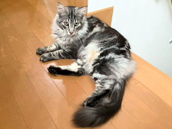 猫、メインクーンペットシッター