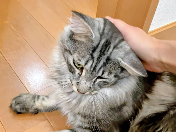 猫、メインクーンペットシッター