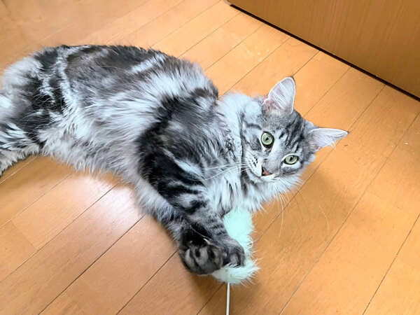 猫、メインクーンペットシッター