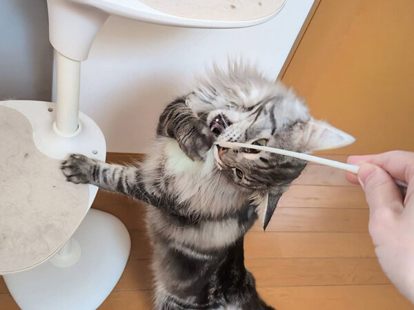 猫、メインクーンペットシッター