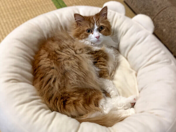 サイベリアン猫ペットシッター