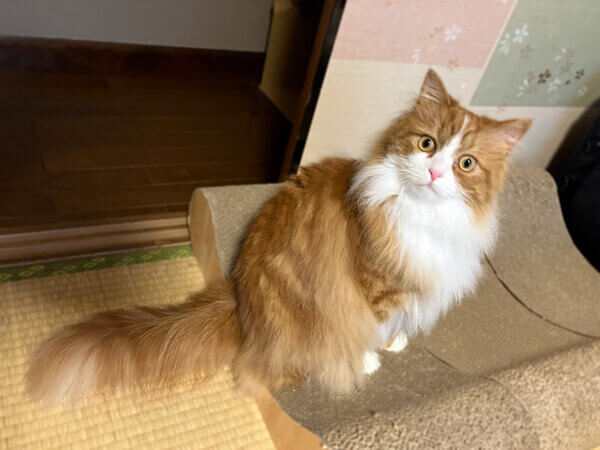 サイベリアン猫ペットシッター