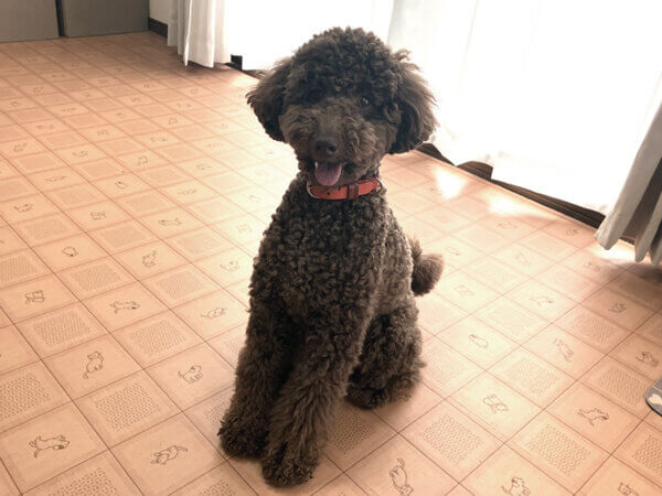 小型犬トイプードルホテル
