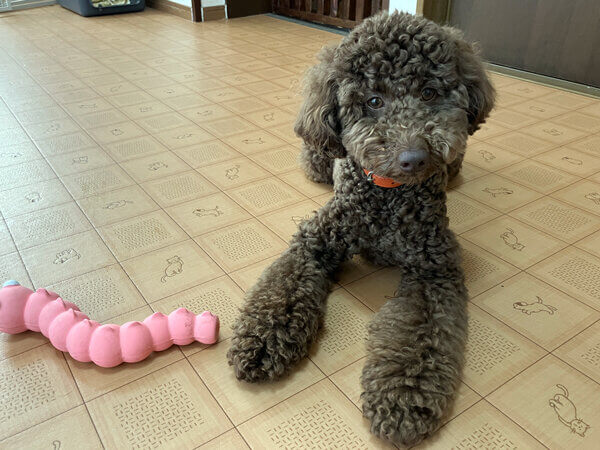 小型犬トイプードルホテル