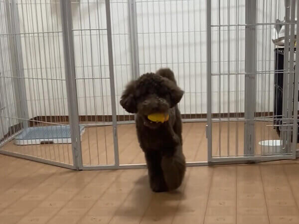 小型犬トイプードルホテル