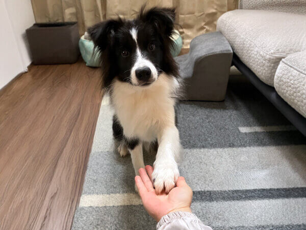 中型犬ボーダーコリーペットシッター