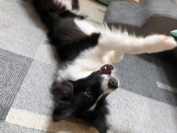 中型犬ボーダーコリーペットシッター