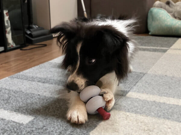 中型犬ボーダーコリーペットシッター